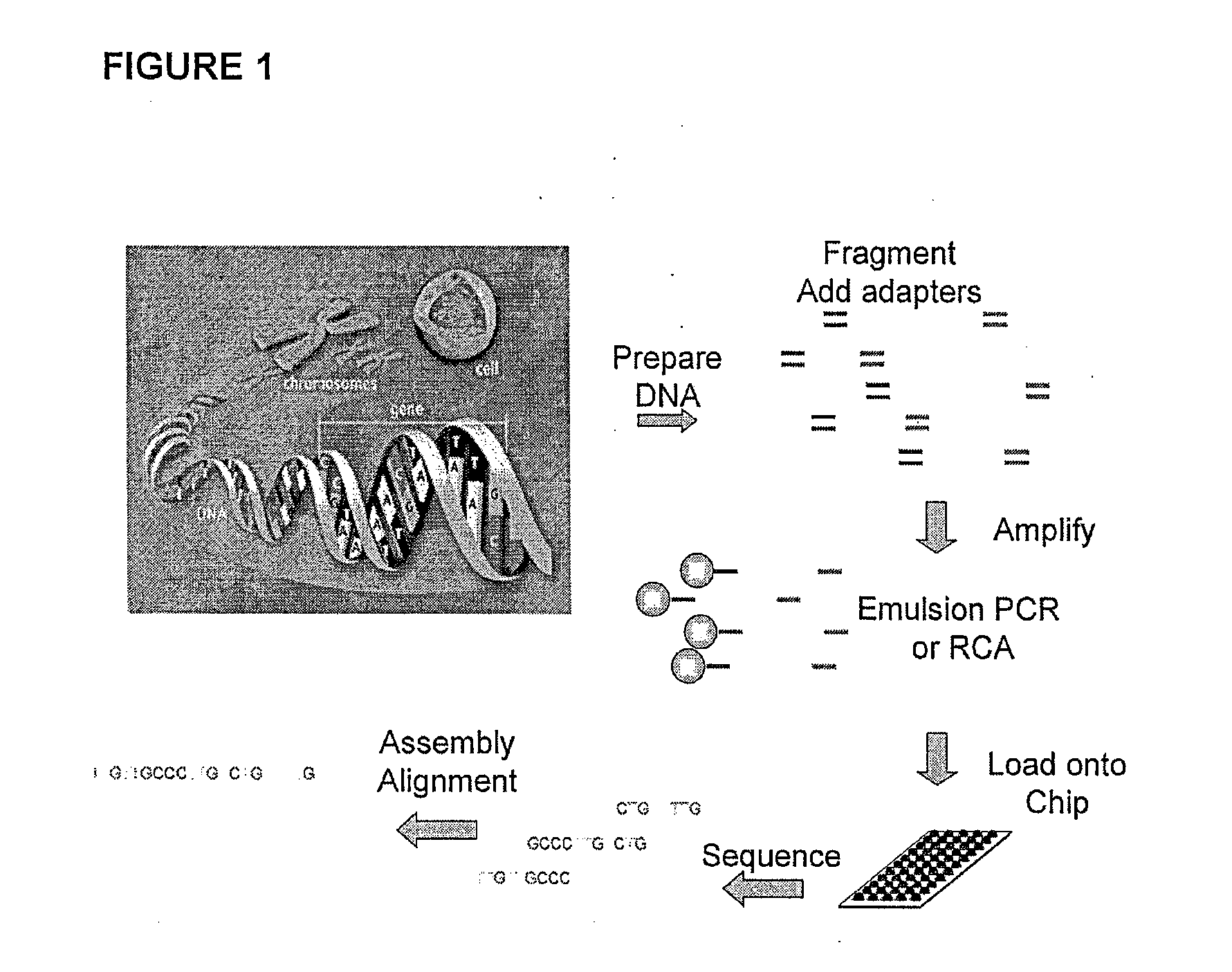 Sequencing Performance With Modified Primers