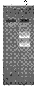 Dual-targeting gene treatment vector for liver cancer and preparation method thereof
