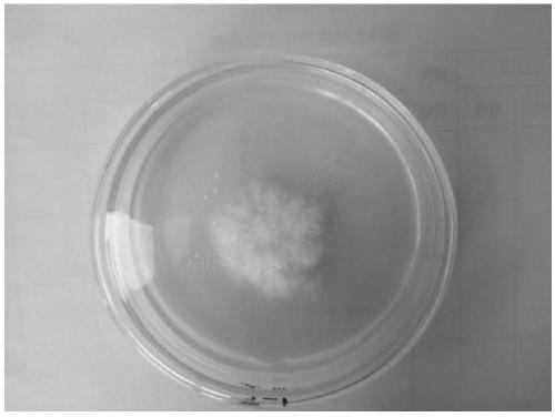 High temperature-resistant Pleurotus ostreatus and screening method and applications thereof