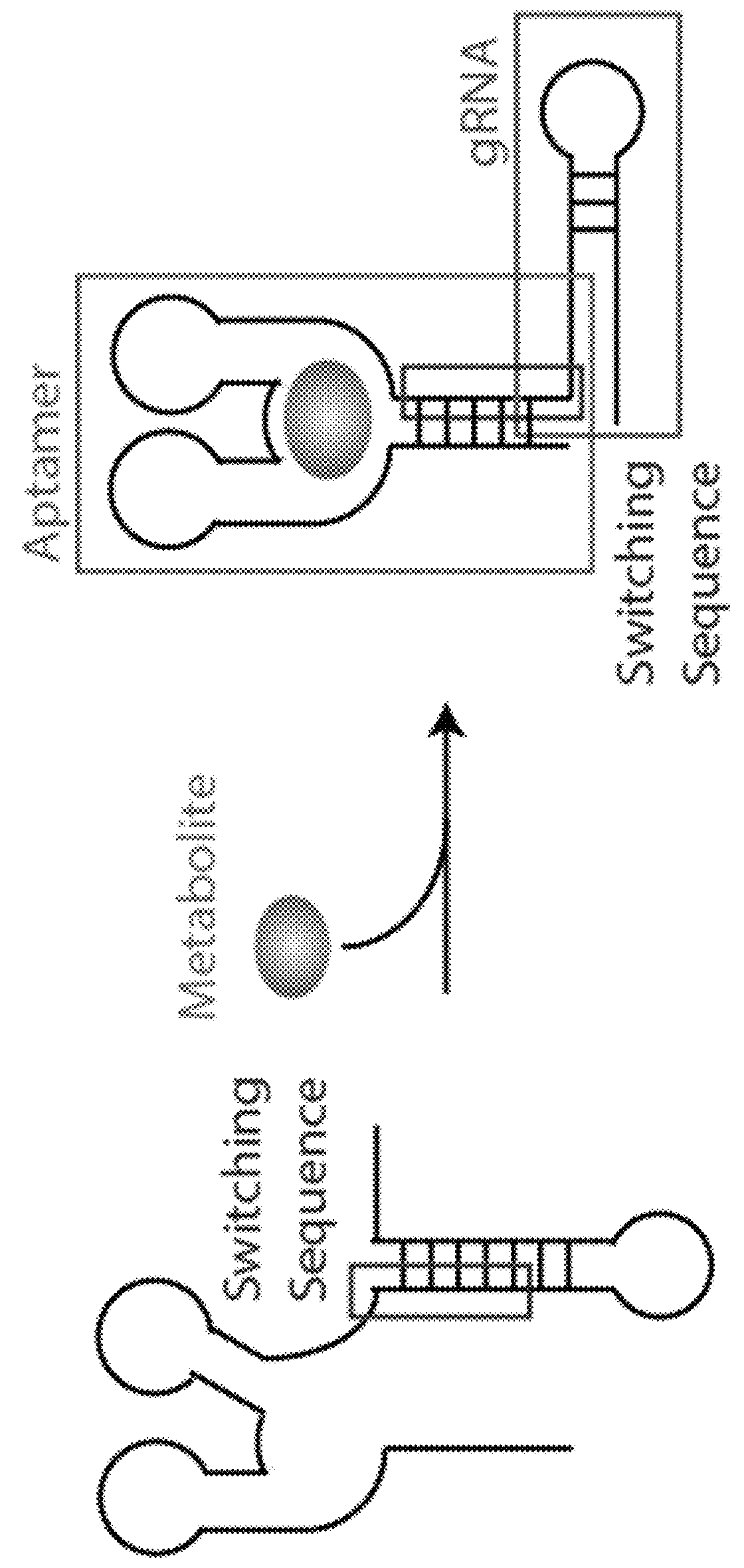 Switchable gRNAs comprising aptamers