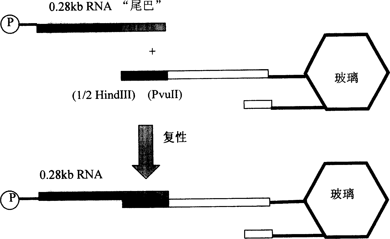 RNA affinity media and preparation method thereof