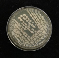 A strain of Bacillus mohewei cjx-61 and its application