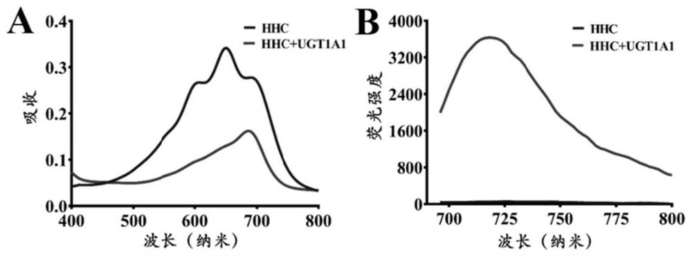 Fluorescent probe for detecting glucuronyl transferase 1A1 and application thereof
