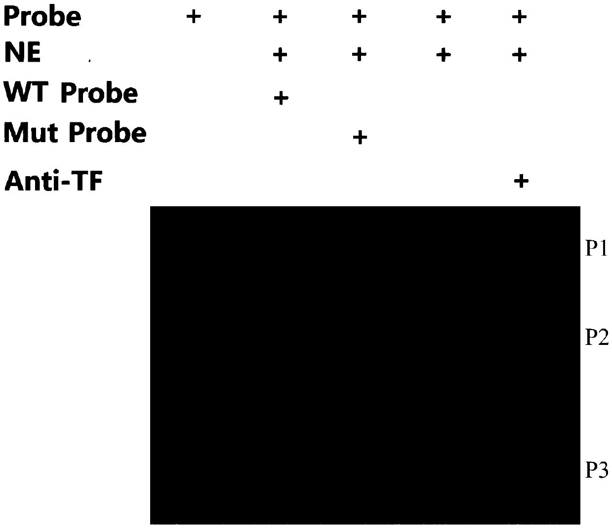 EMSA method, probe thereof and preparation method of probe