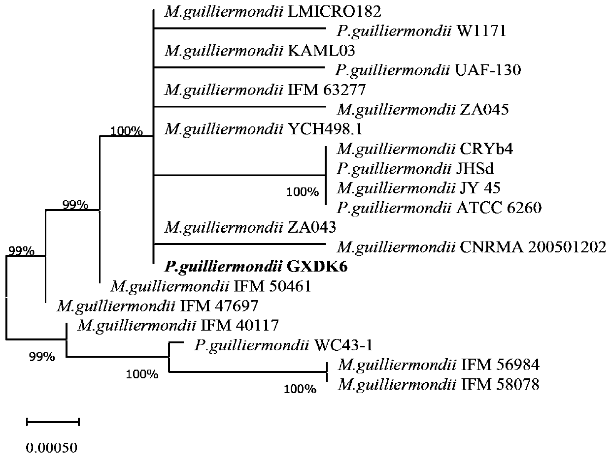 Aroma-producing pichia guilliermondii for producing beta-glucosidase and application