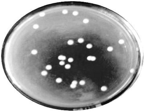 Aroma-producing pichia guilliermondii for producing beta-glucosidase and application