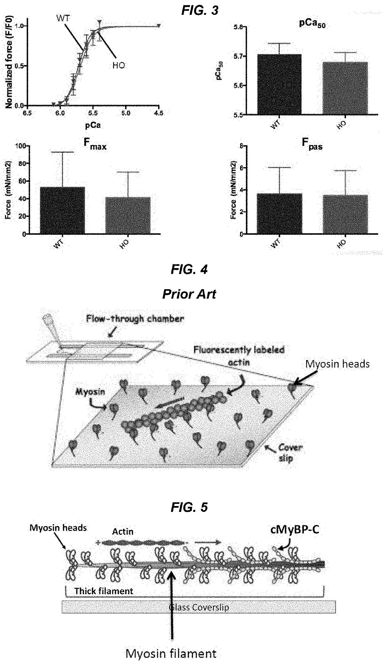 Methods and compositions for rapidly replacing cardiac myosin binding protein-c in sarcomeres