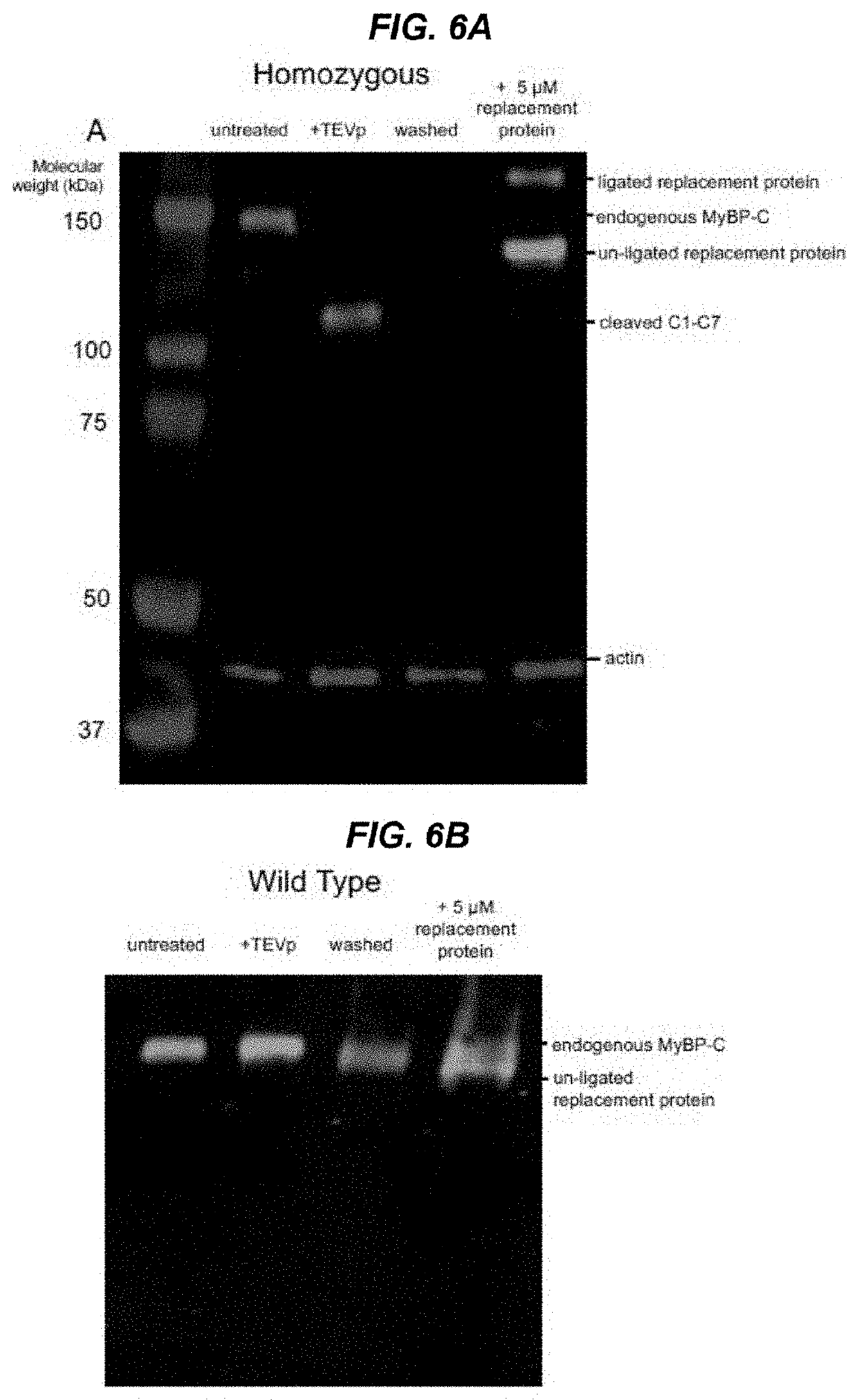 Methods and compositions for rapidly replacing cardiac myosin binding protein-c in sarcomeres