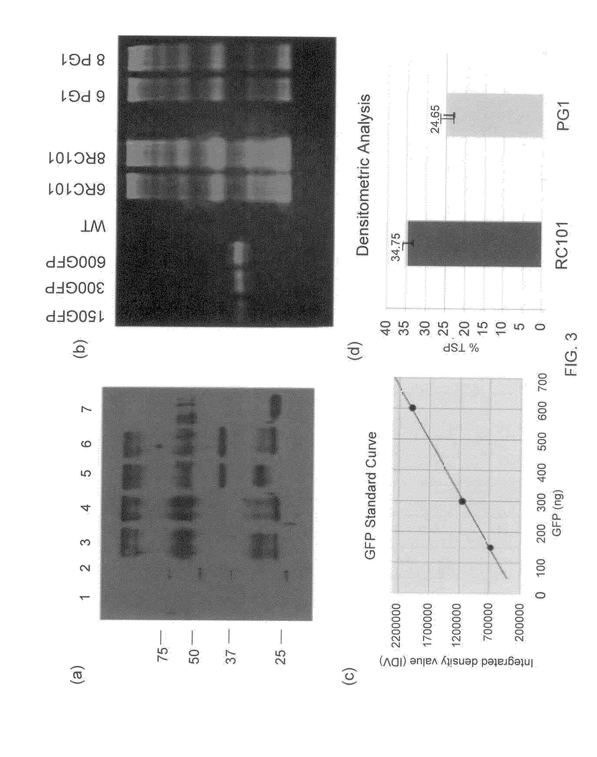 Control of viral and bacterial infection by antimicrobial peptides retrocylin and/or protegrin expressed in chloroplasts