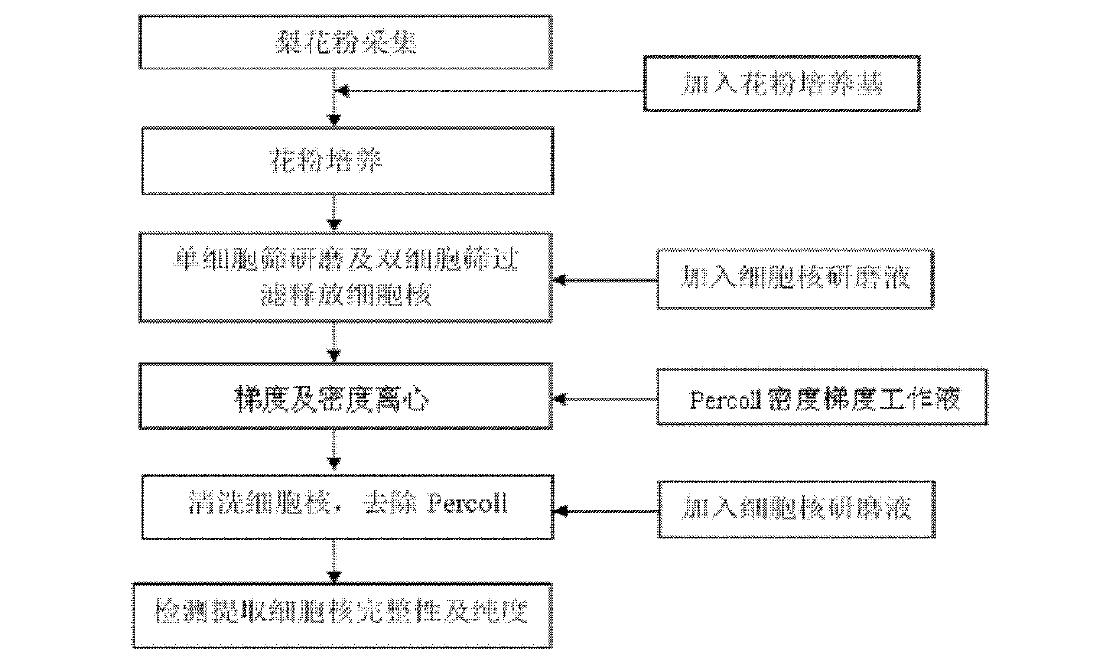 Method for extracting nucleuses of pear pollen tube