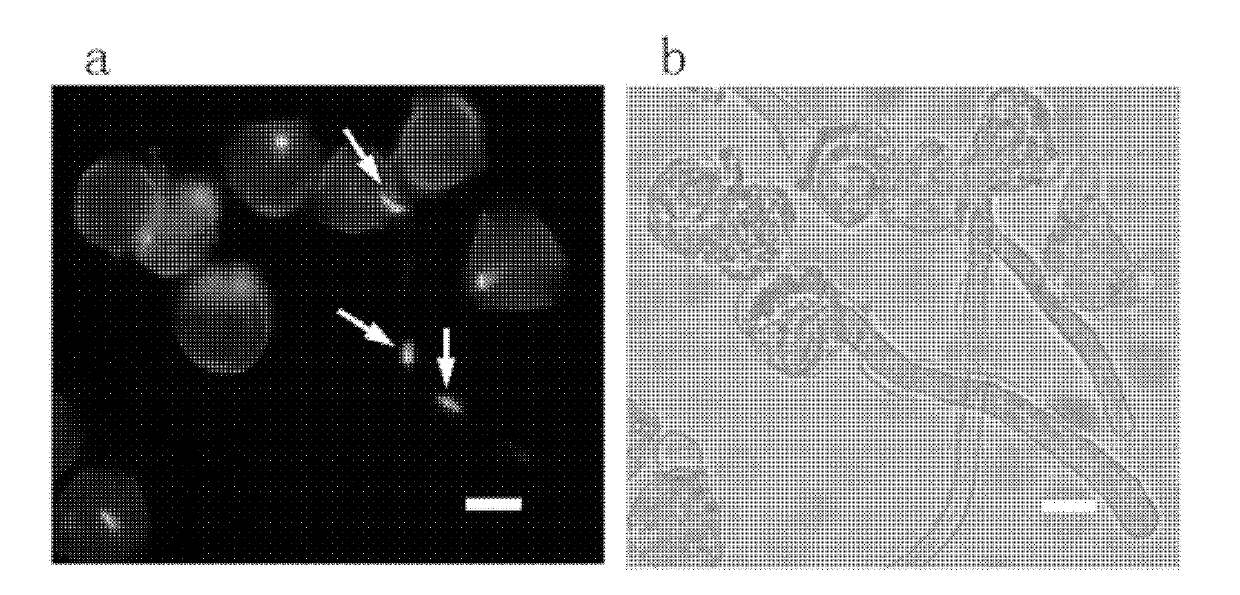 Method for extracting nucleuses of pear pollen tube
