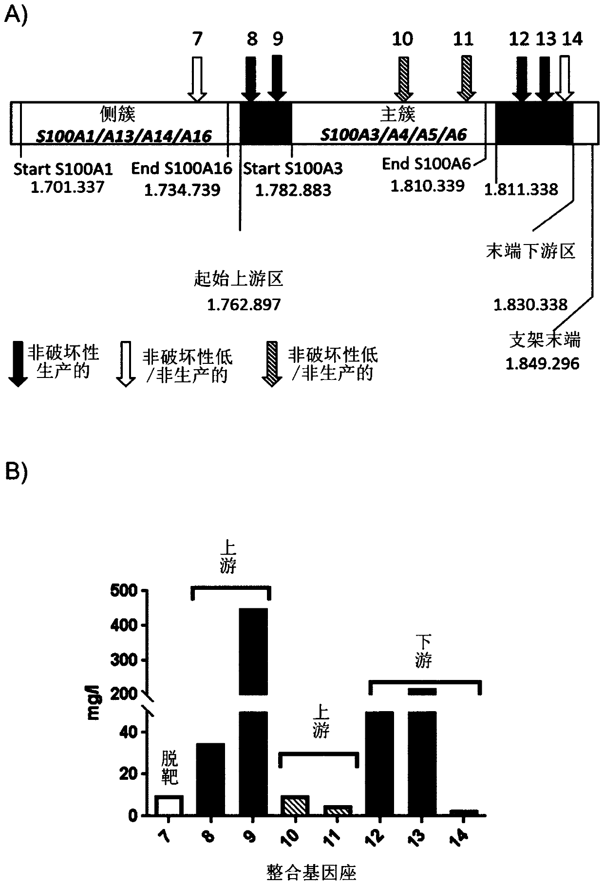 Integration sites in CHO cells