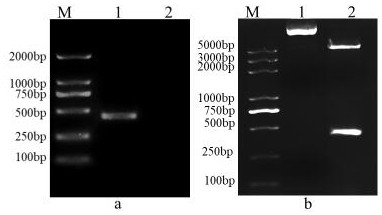 Weever rhabdovirus recombinant G2 protein and application thereof