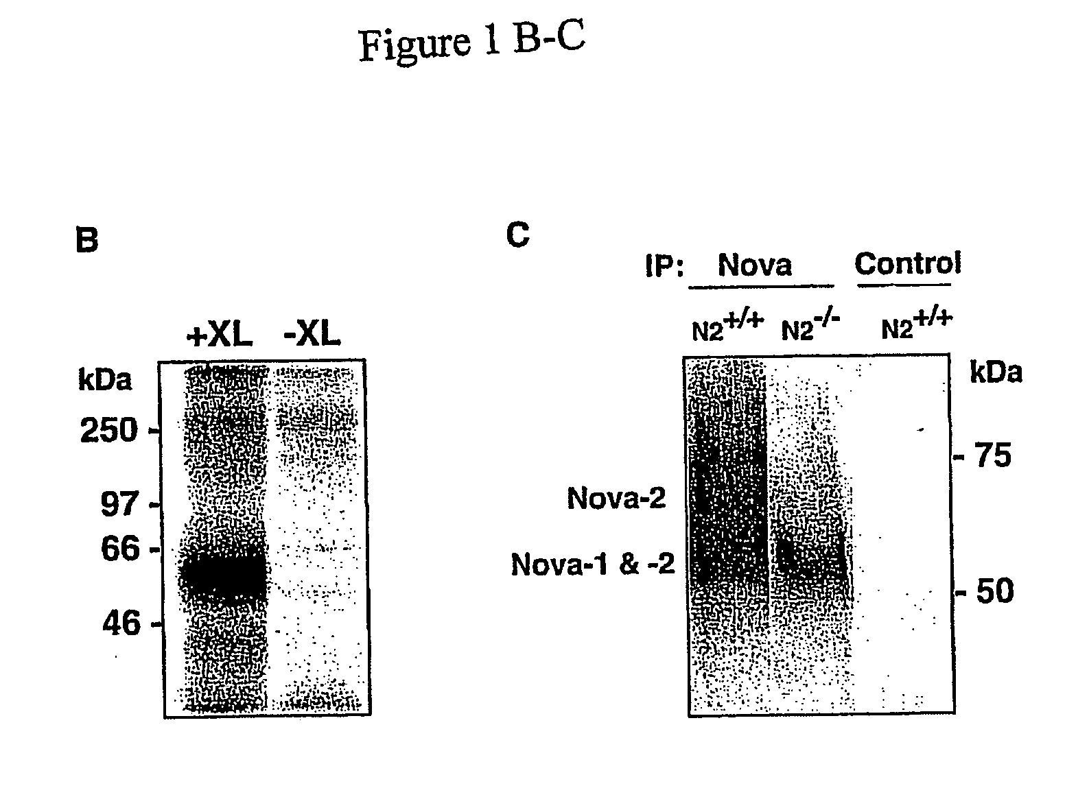 Method of purifying RNA binding protein-RNA complexes