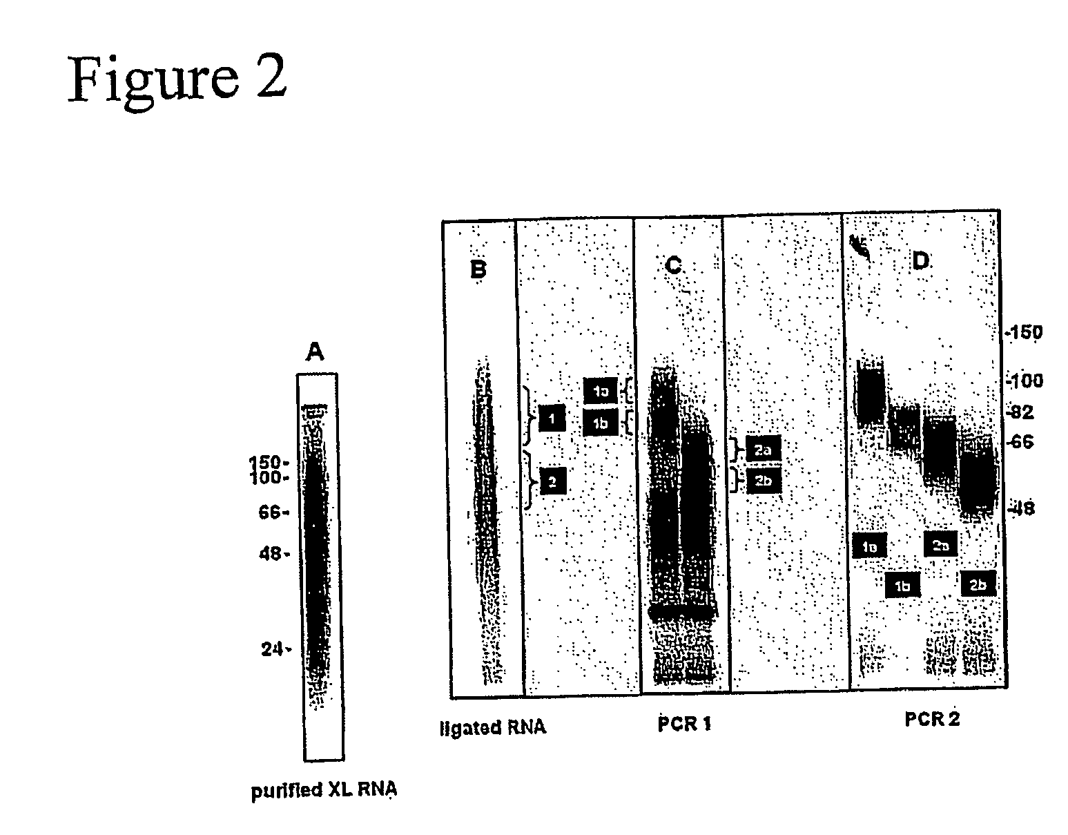 Method of purifying RNA binding protein-RNA complexes