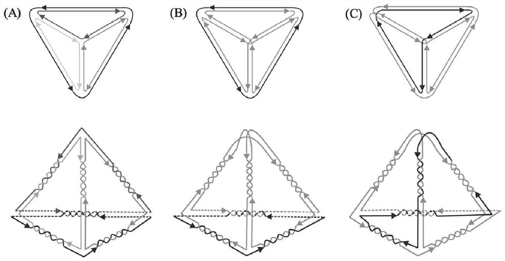 A simulation analysis method of dna polyhedron with special branch number