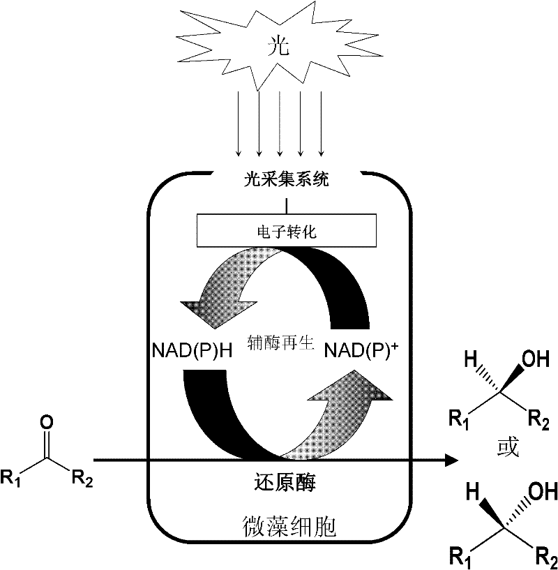 Method for Synthesizing Chiral Alcohols by Asymmetric Reduction of Prochiral Carbonyl Compounds by Optical Drive Biocatalysis