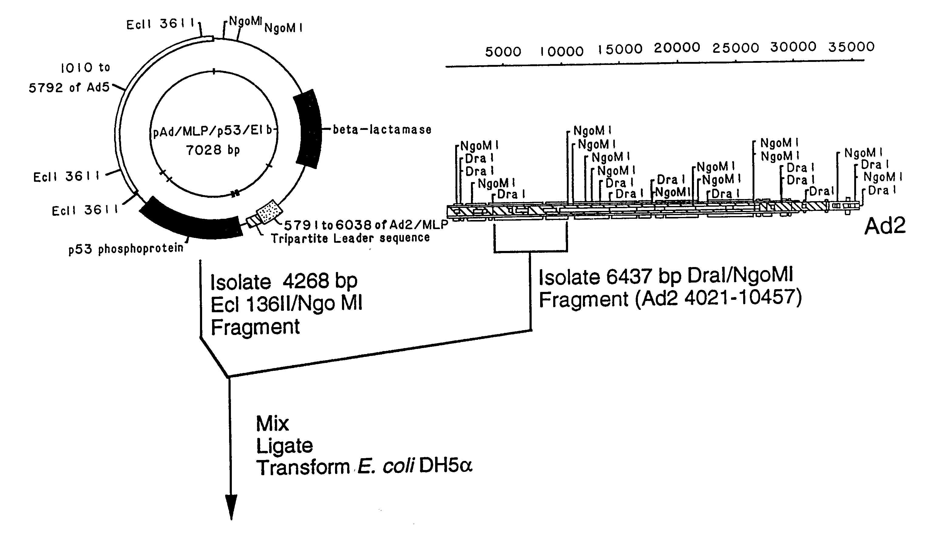 Adenoviral vectors having a protein ix deletion