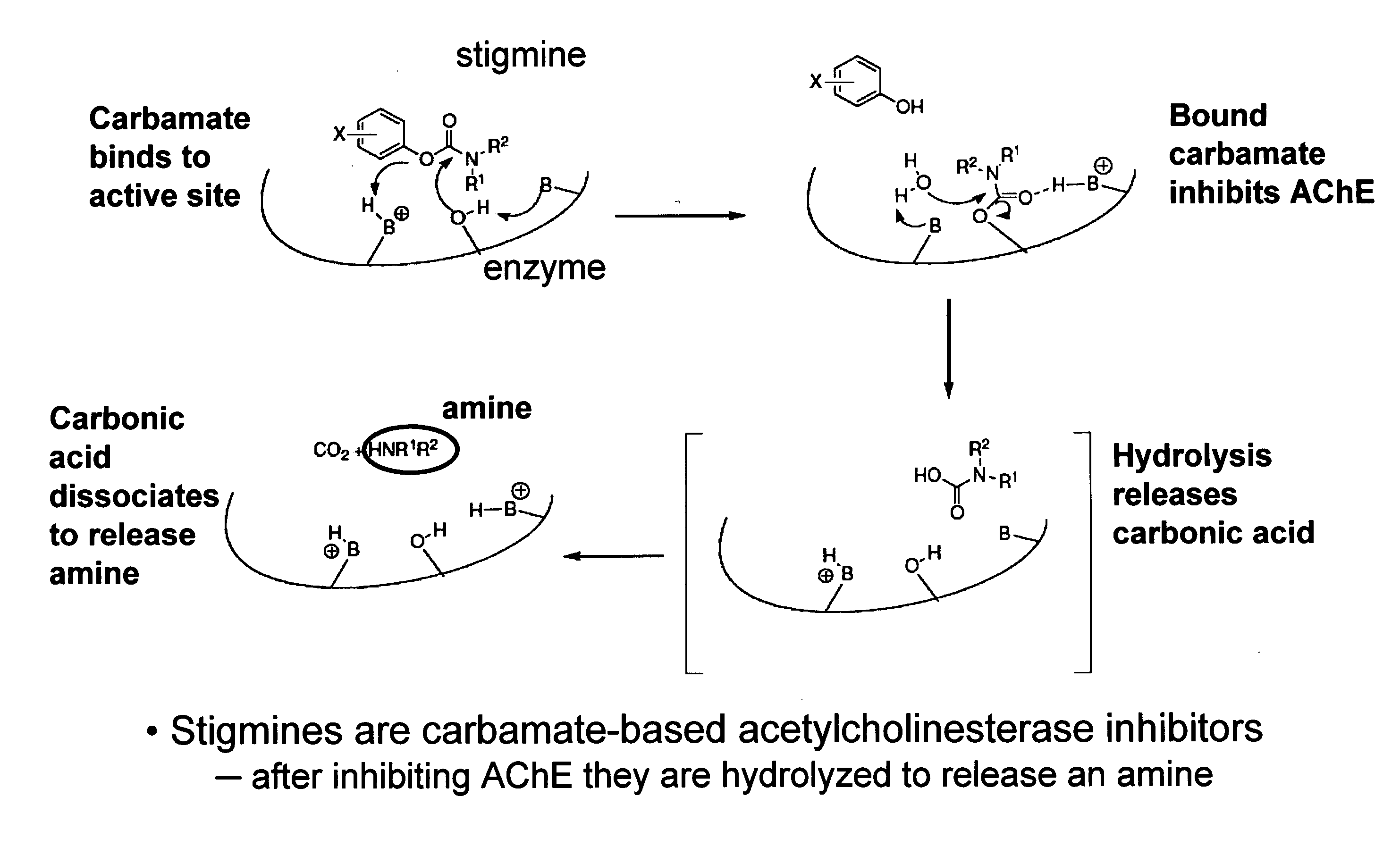 Compounds that inhibit cholinesterase