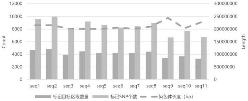 Sika deer whole genome SNP molecular marker combination, SNP chip and application