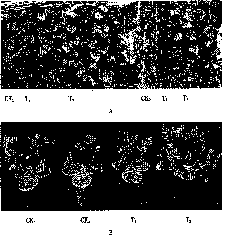 Biological preventing and controlling strain of continuous cropping cucumber and watermelon blight and microbe organic fertilizer thereof
