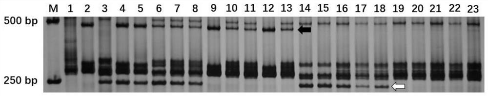 Molecular marker of powdery mildew resistance gene Pm12 of aegilops speotoides and use of molecular marker