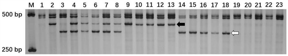 Molecular marker of powdery mildew resistance gene Pm12 of aegilops speotoides and use of molecular marker