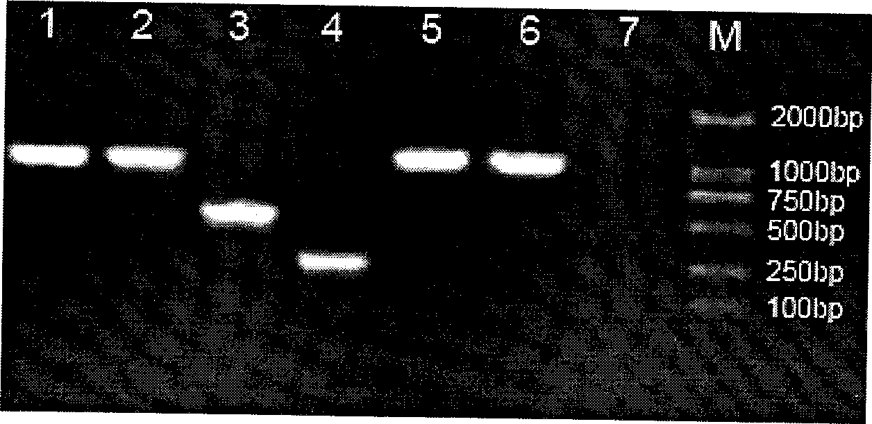 Northeast wood frog and molecular identification method for egg oil thereof