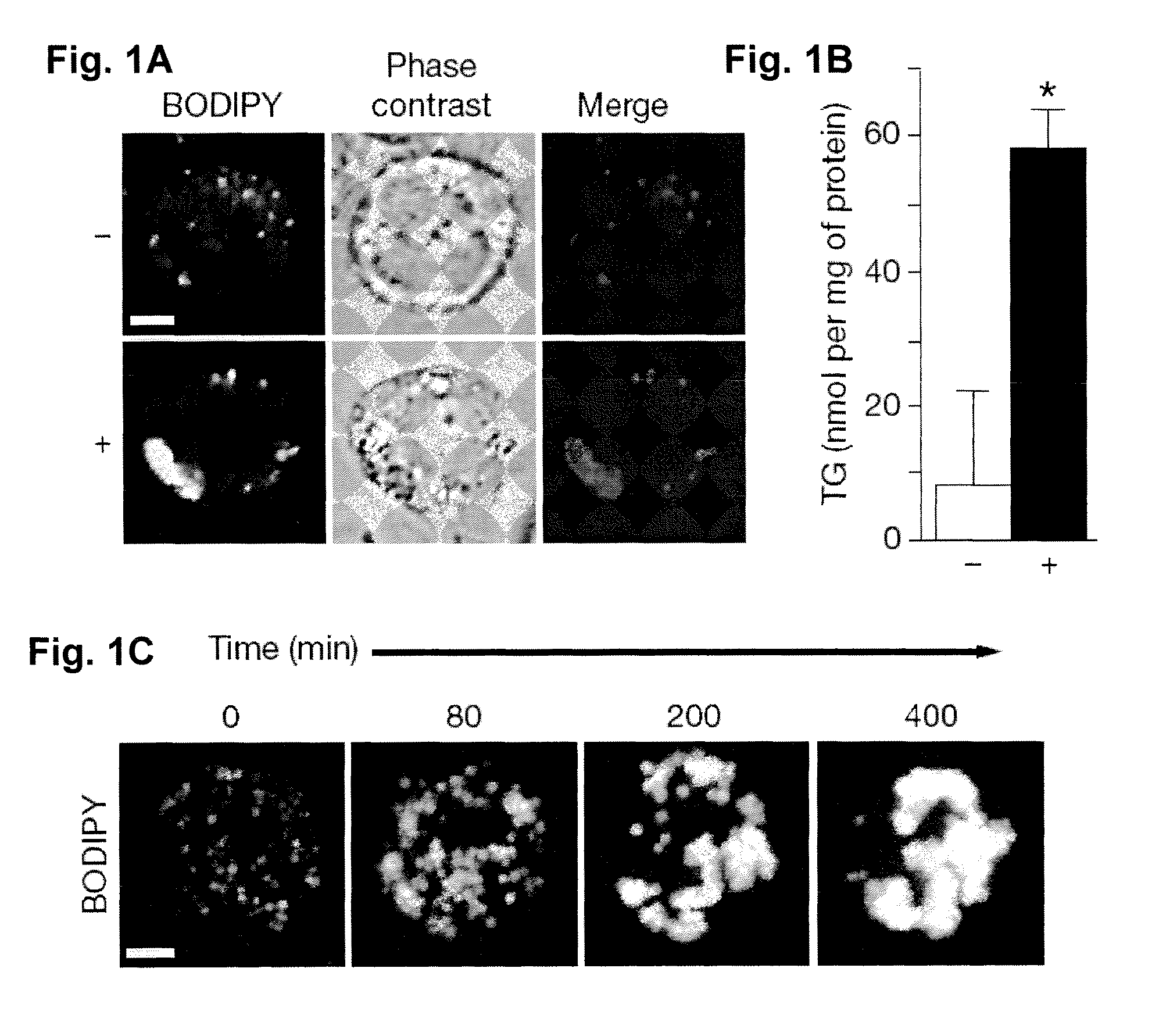 Methods of modulating lipid concentrations in eukaryotic cells