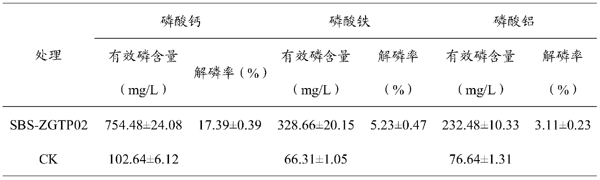 Talaromyces verruculosus SBS-ZGTP02 and application thereof