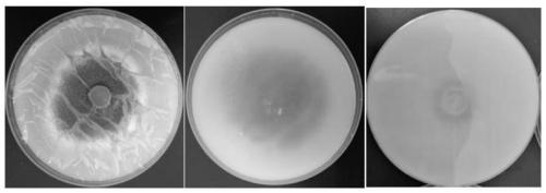 Talaromyces verruculosus SBS-ZGTP02 and application thereof