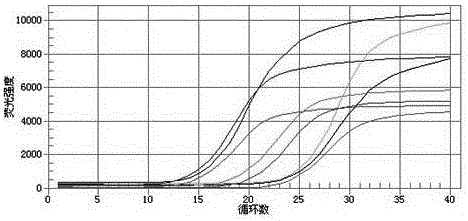 Compound preparation for preventing necrotic enteritis of broilers and application of compound preparation