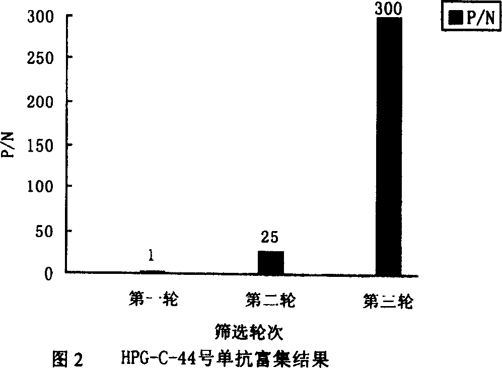 Antigen simulating epipeptide of C type para chicken blood phili bacillus and its use