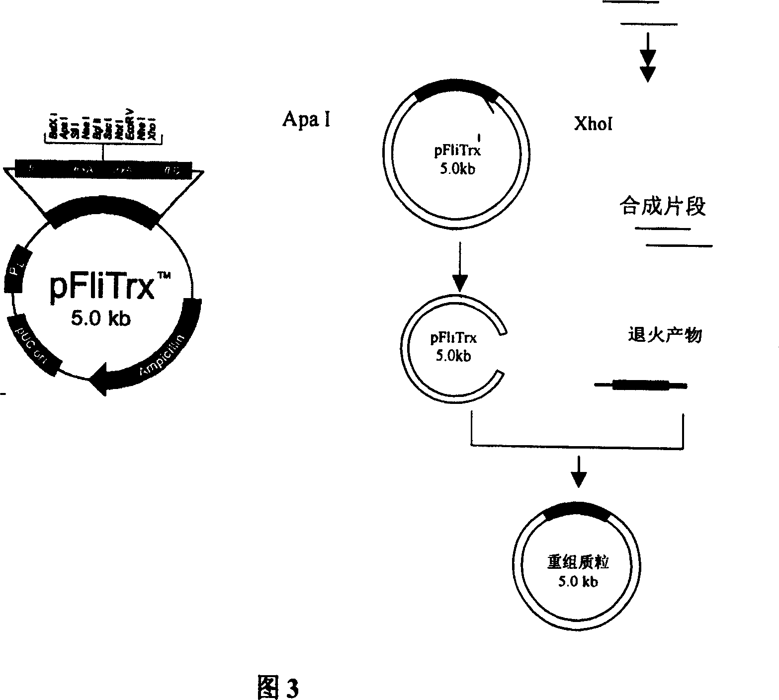 Antigen simulating epipeptide of C type para chicken blood phili bacillus and its use