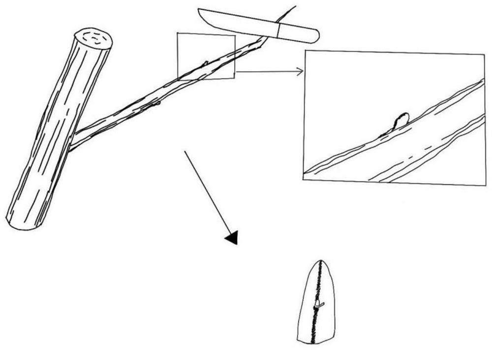 Method for quickly grafting young seedlings of gynura segetum