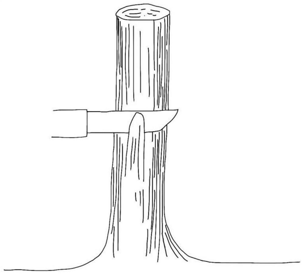 Method for quickly grafting young seedlings of gynura segetum