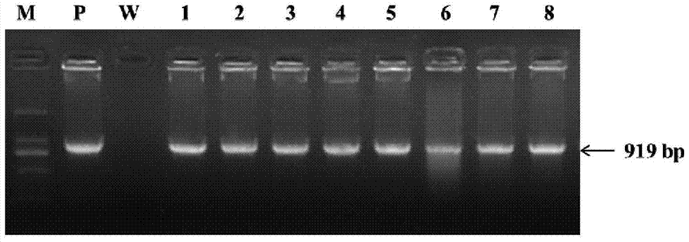 Plant drought tolerance related protein oserf62 and its coding gene and application