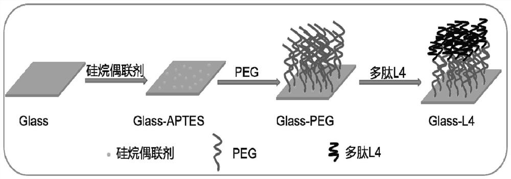 A kind of antibacterial and antifouling polymer brush and its preparation method and application