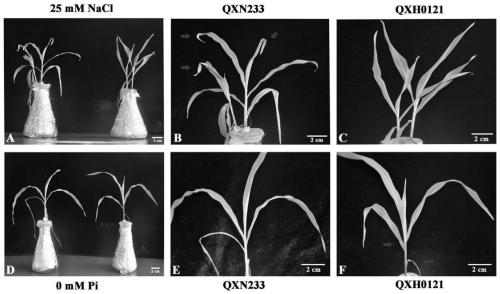 A method for screening and identifying salt tolerance of seedling corn