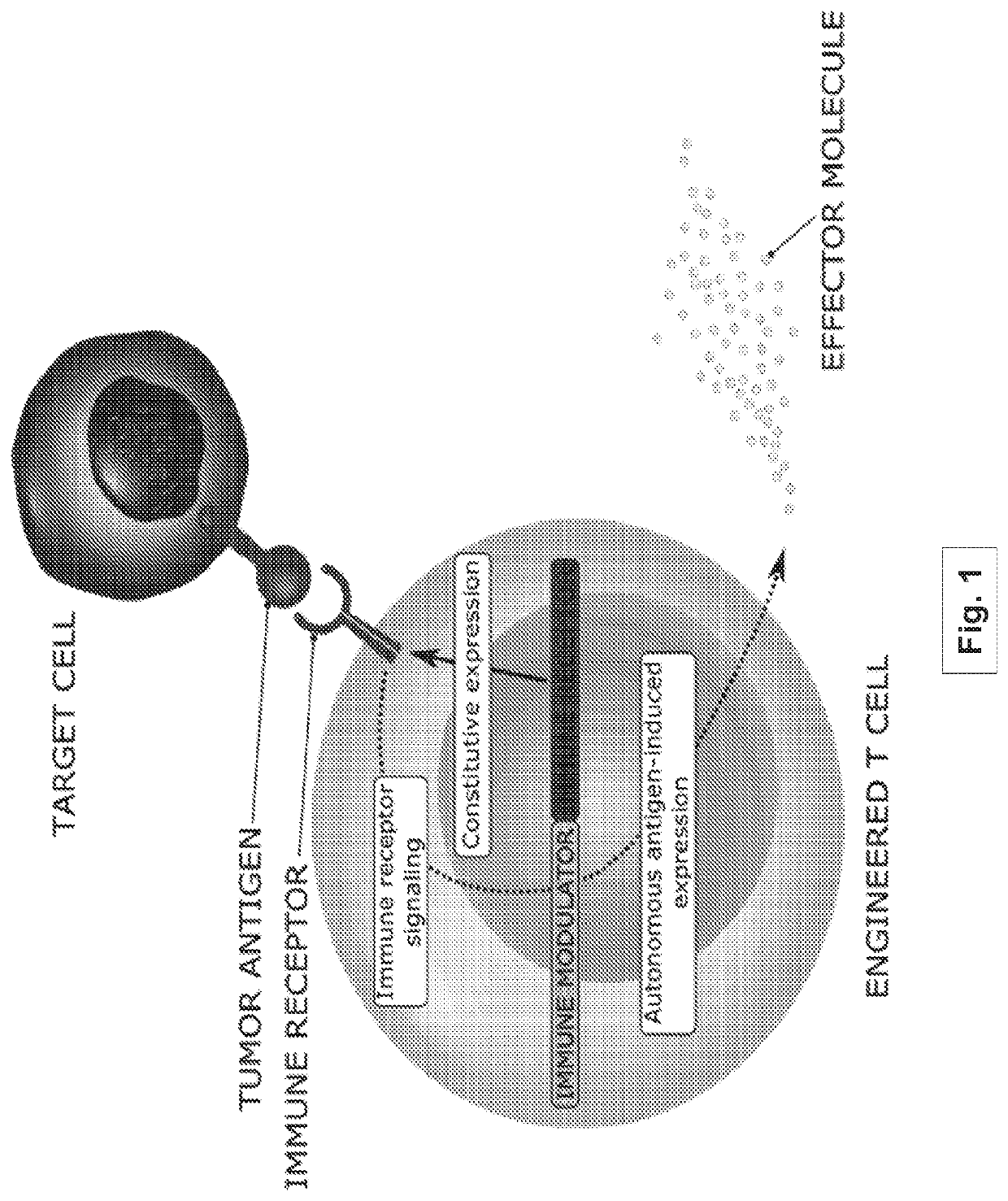 Methods and compositions for programming t cell differentiation and enhancing t cell proliferation