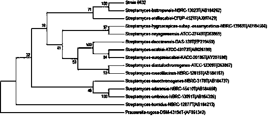 Actinomycete Streptomycesbottropensis and application thereof