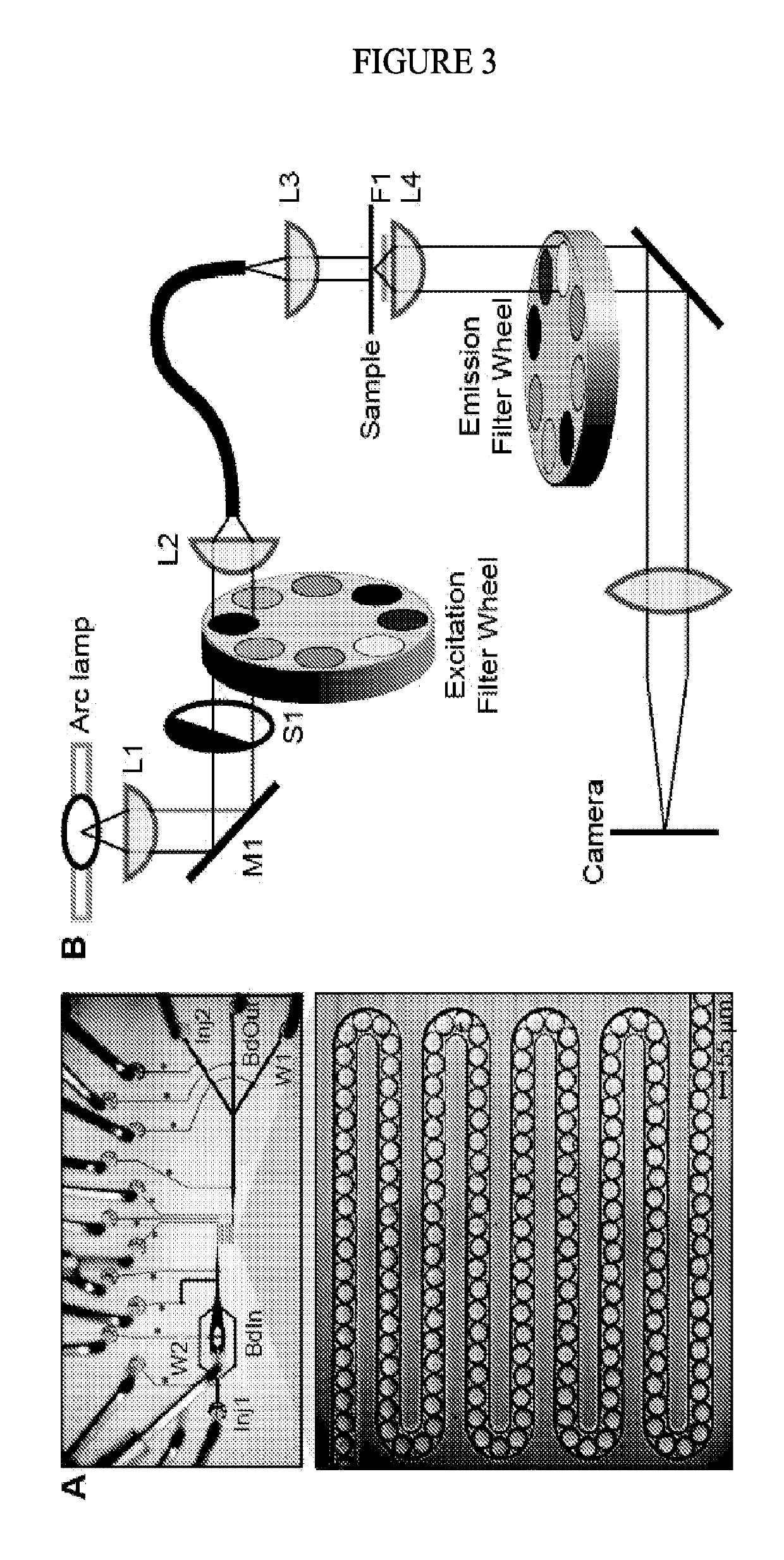 Spectrally encoded microbeads and methods and devices for making and using same