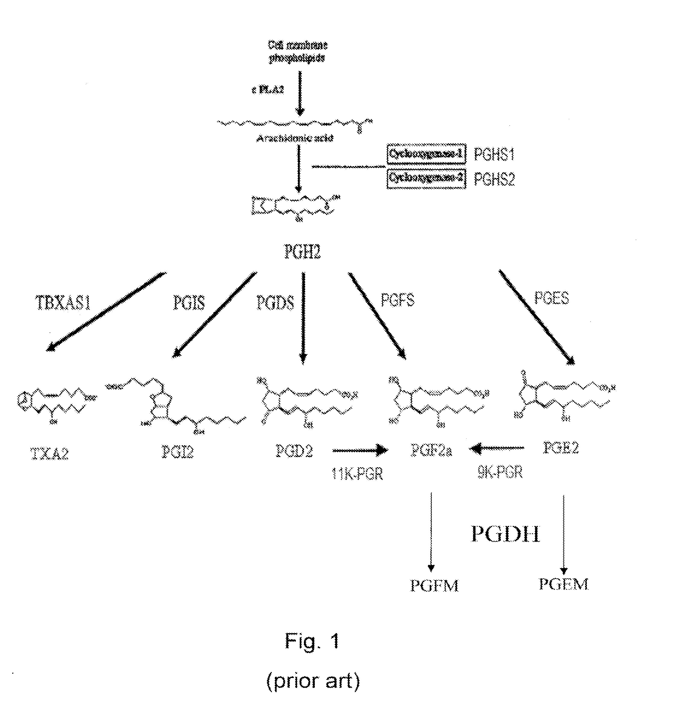 Methods for the regulation of the prostaglandin f synthase (PGFS) activity of akr1b1 and uses thereof