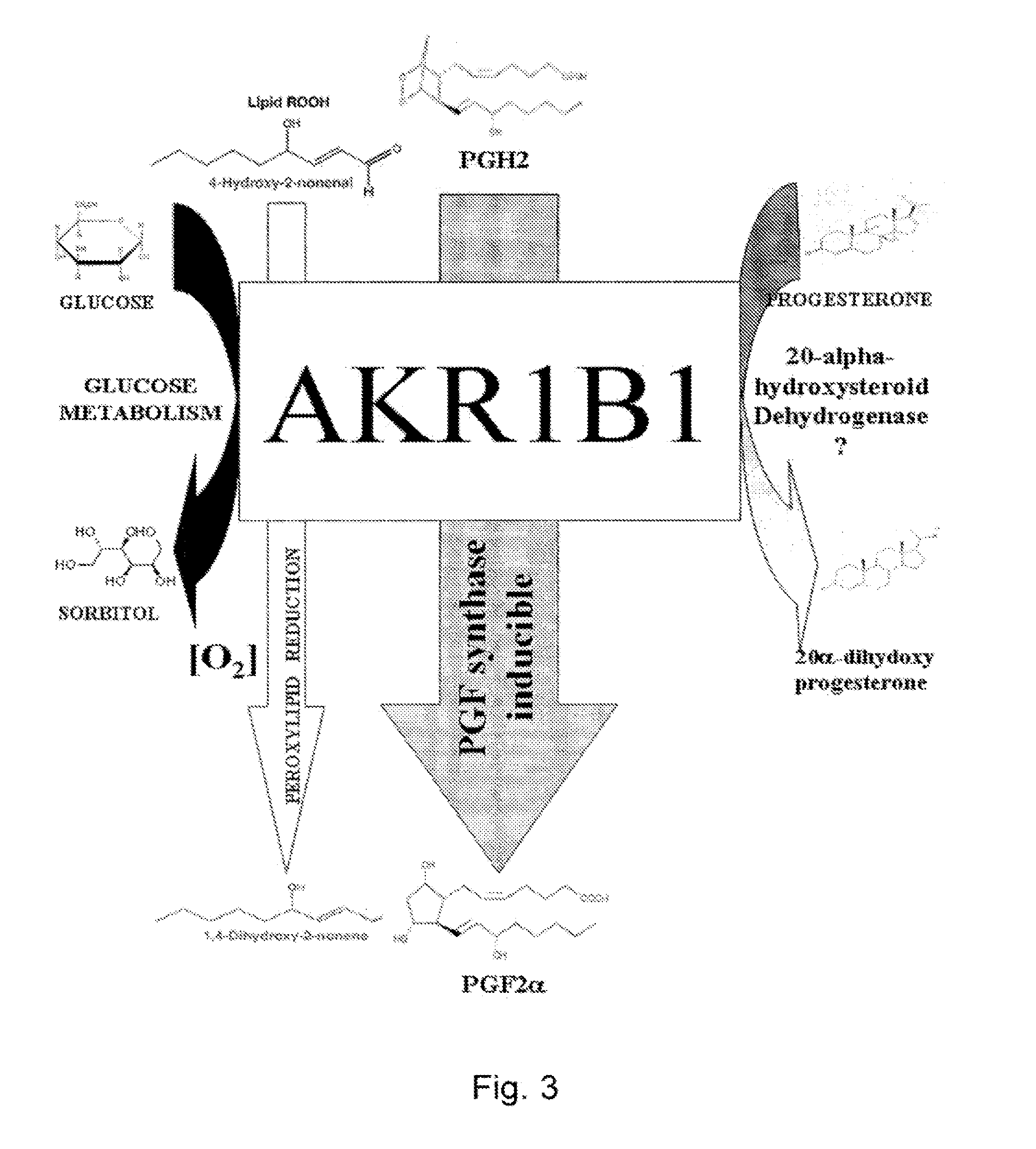 Methods for the regulation of the prostaglandin f synthase (PGFS) activity of akr1b1 and uses thereof