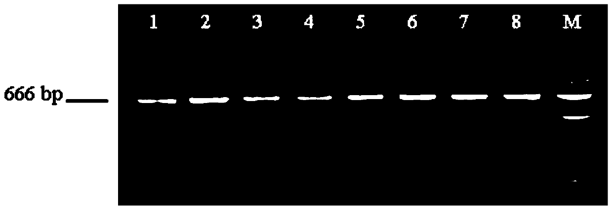 PCR-FRLP quick detecting method of common sturgeons