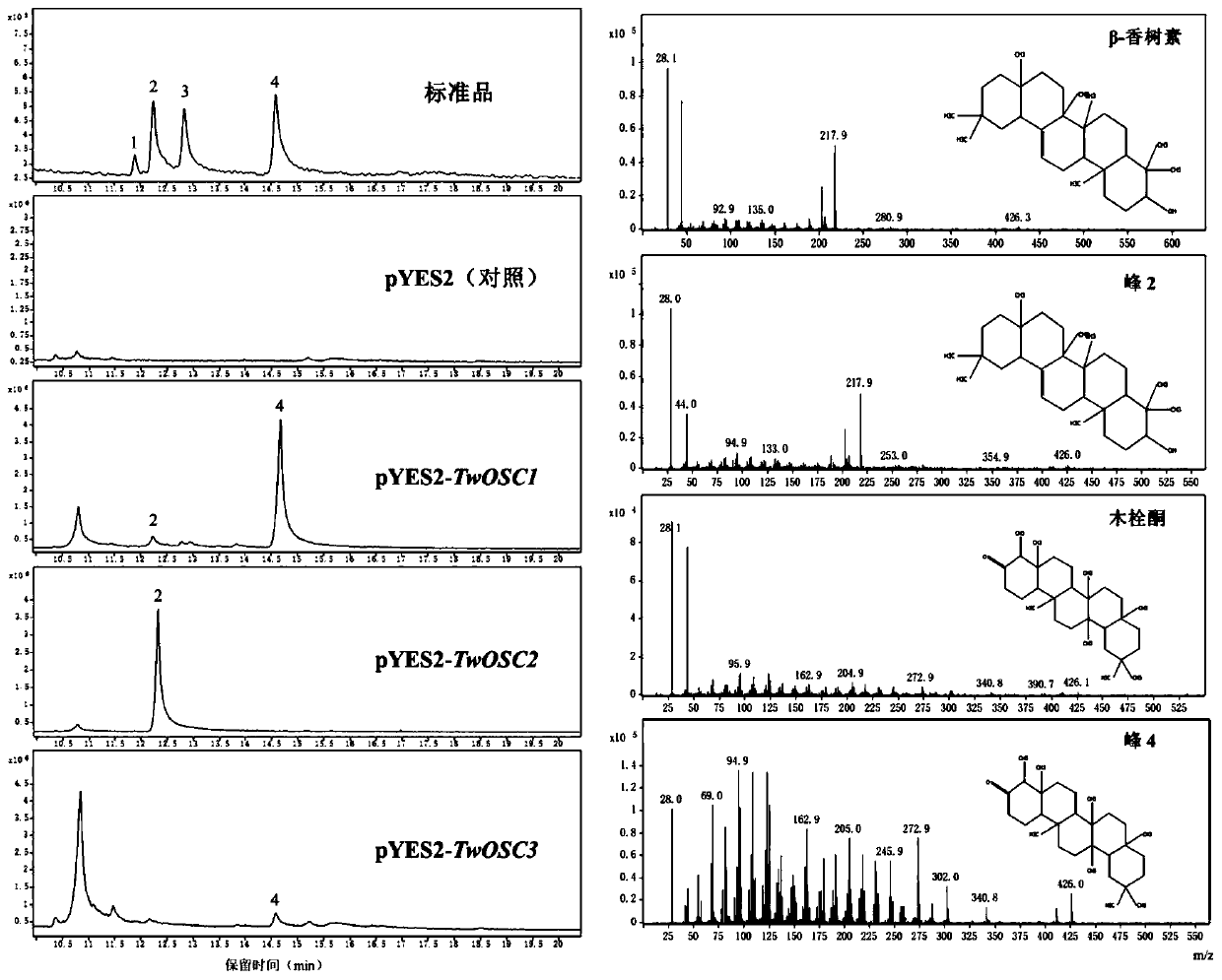 Tripterygium wilfordii triterpene synthase twosc3 and its coding gene and application