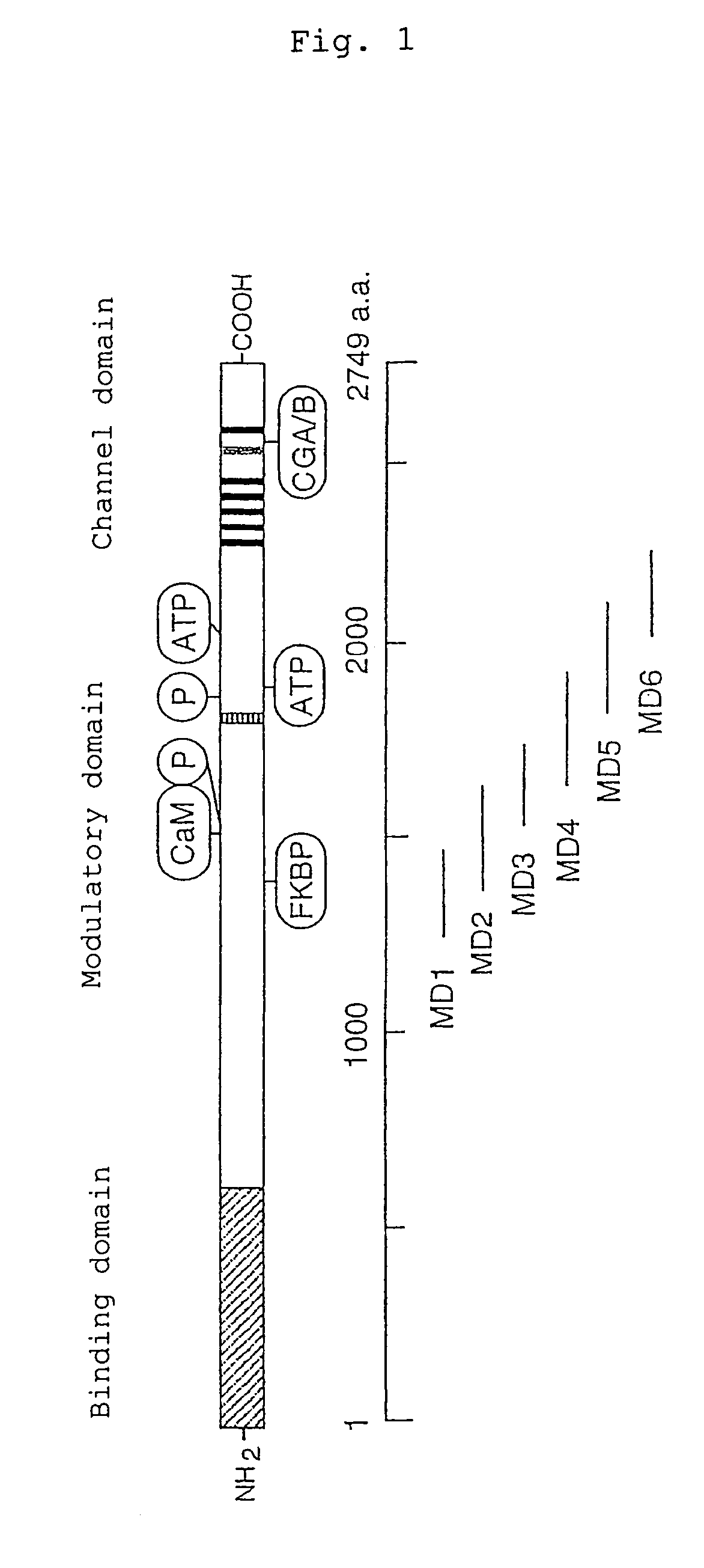 Control of function of intracellular Ca ion