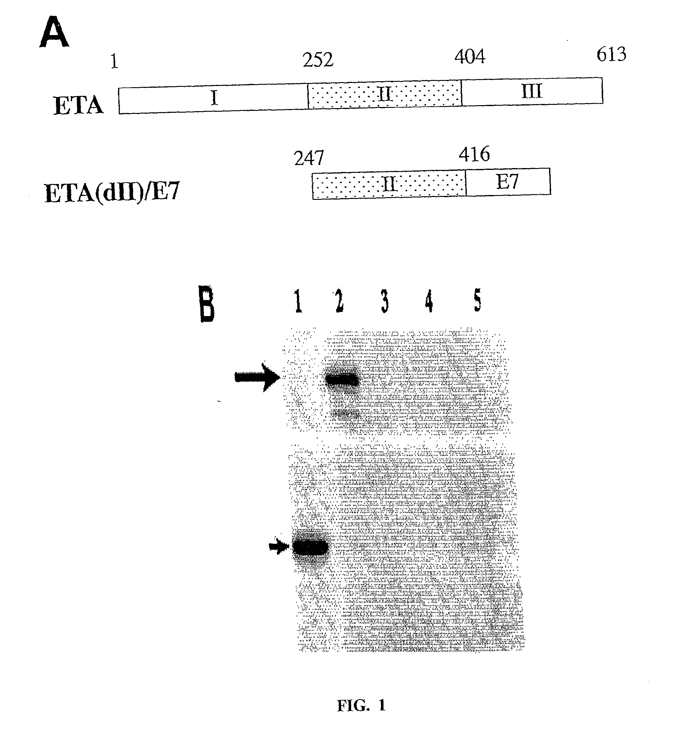 Superior Molecular Vaccine Linking the Translocation Domain of a Bacterial Toxin to an Antigen