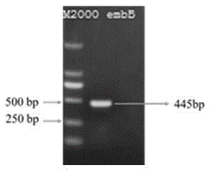 Mycobacterium tuberculosis EmbB mutant gene and application thereof