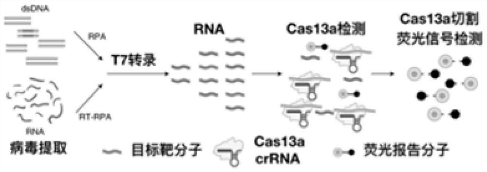 Signal amplification magnetic bead technology system for nucleic acid detection based on the CRISPR technology and application thereof